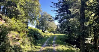 Itinéraire balisé en forêt à Issarbe
