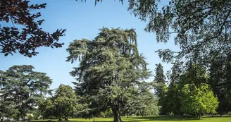 Parc Lawrance - Pau - Cèdre