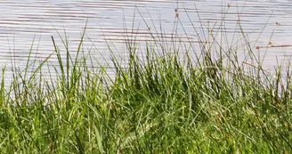 Etang de la Marchette_1