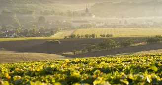 Mussy-sur-Seine.jpg