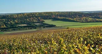 POint de vue et vignoble Montgueux.jpg POint de vue et vignoble Montgueux.jpg