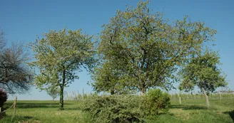 Les vergers  de Musée du cidre du Pays d'Othe