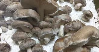 Les Champignons de Cussangy.jpg