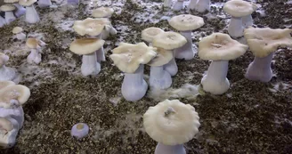 Les-Champignons-24-1.jpg