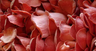 Les Champignons de Cussagny.JPG