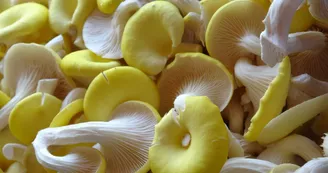 Crédit OTOA (6).JPG