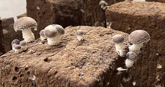 Les Champignons de Cussangy.jpg