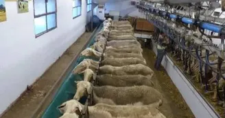 Salle de traite