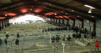 Visite guidée du Marché Ovins