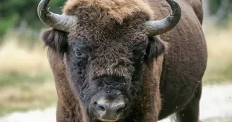 Réserve des Bisons d'Europe