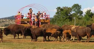 Randals Bisons