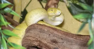 Le Reptilarium du Larzac Le Reptilarium du Larzac