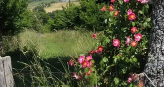 Forêt jardin du Landassou