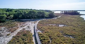 Le bois des Aresquiers