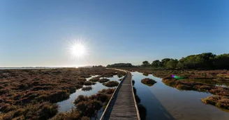 Le bois des Aresquiers
