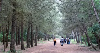 Le bois des Aresquiers