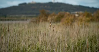 La réserve naturelle du Bagnas