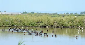 La réserve naturelle du Bagnas