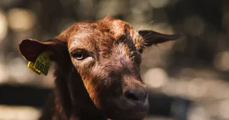 Notre mascotte Roro Notre mascotte Roro