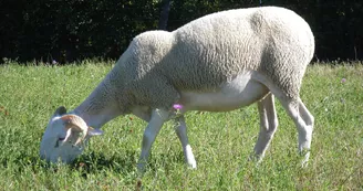 agneau, ferme de Soubiane, Boussan