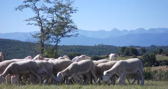 agneaux, ferme de Soubiane, Boussan