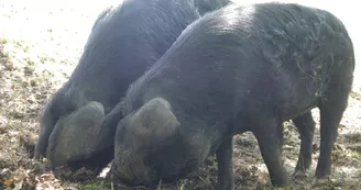 porc noir, ferme de Soubiane, Boussan