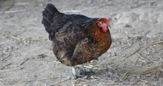 des lys a la ferme poule