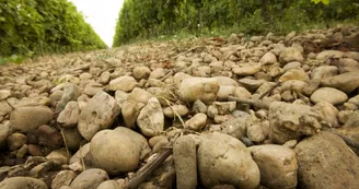 domaine plaisance 11 VACQUIERS
