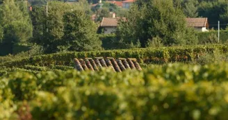 domaine plaisance 5 VACQUIER