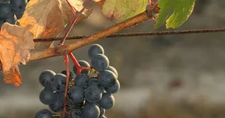 domaine plaisance 6 VACQUIER