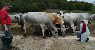 boeuf-gascon--nizan-sur-gesse--produit-local--pyrenees