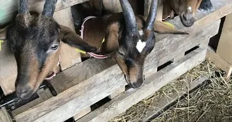 Ferme du rev à Thil - fromagerie de chèvre (2)