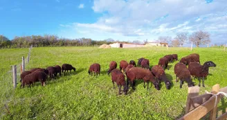 viande, ferme de Mailho Blanc, Boulogne sur Gesse (3)