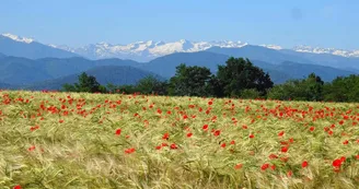 Au-Delà des Cimes