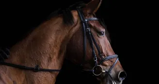 Poney-club-ecurie-saint-laurent Poney-club-ecurie-saint-laurent
