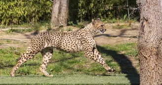 AFRICAN SAFARI PLAISANCE DU TOUCH AFRICAN SAFARI PLAISANCE DU TOUCH