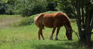 Ferme pédagogique Cheval Un pas en arrière Boulogne sur Gesse Ferme pédagogique Cheval Un pas en arrière Boulogne sur Gesse