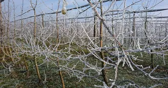 Fruits--Les-Vergers-de-la-Gentille--Pointis-Inard-2