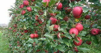 Fruits--Les-Vergers-de-la-Gentille--Pointis-Inard