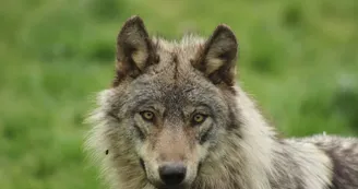 aranpark-loup-saintmamet-pyrenees31 aranpark-loup-saintmamet-pyrenees31