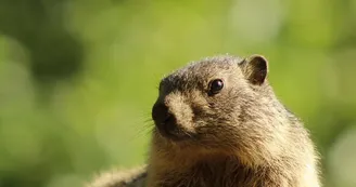 aranpark-marmotte-saintmamet-pyrenees31 aranpark-marmotte-saintmamet-pyrenees31