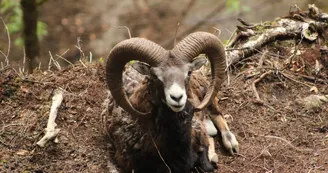 aranpark-mouflon-saintmamet-pyrenees31 aranpark-mouflon-saintmamet-pyrenees31