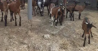 La ferme de Soépi