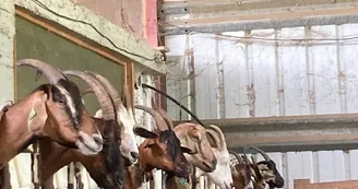 Ferme des Arroutis