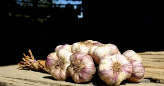 Ail Violet de Cadours Ail Violet de Cadours