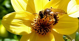 Abeilles