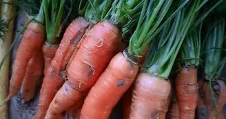 Ferme des cabanettes-anan-légumes Ferme des cabanettes-anan-légumes
