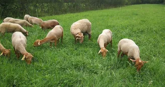 La ferme des mille Pas, Terrebasse