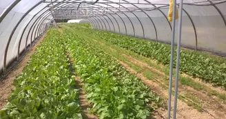 Légumes, Le moulin de Saman, Saman (3)