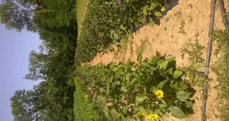 Légumes, Le moulin de Saman, Saman (4)